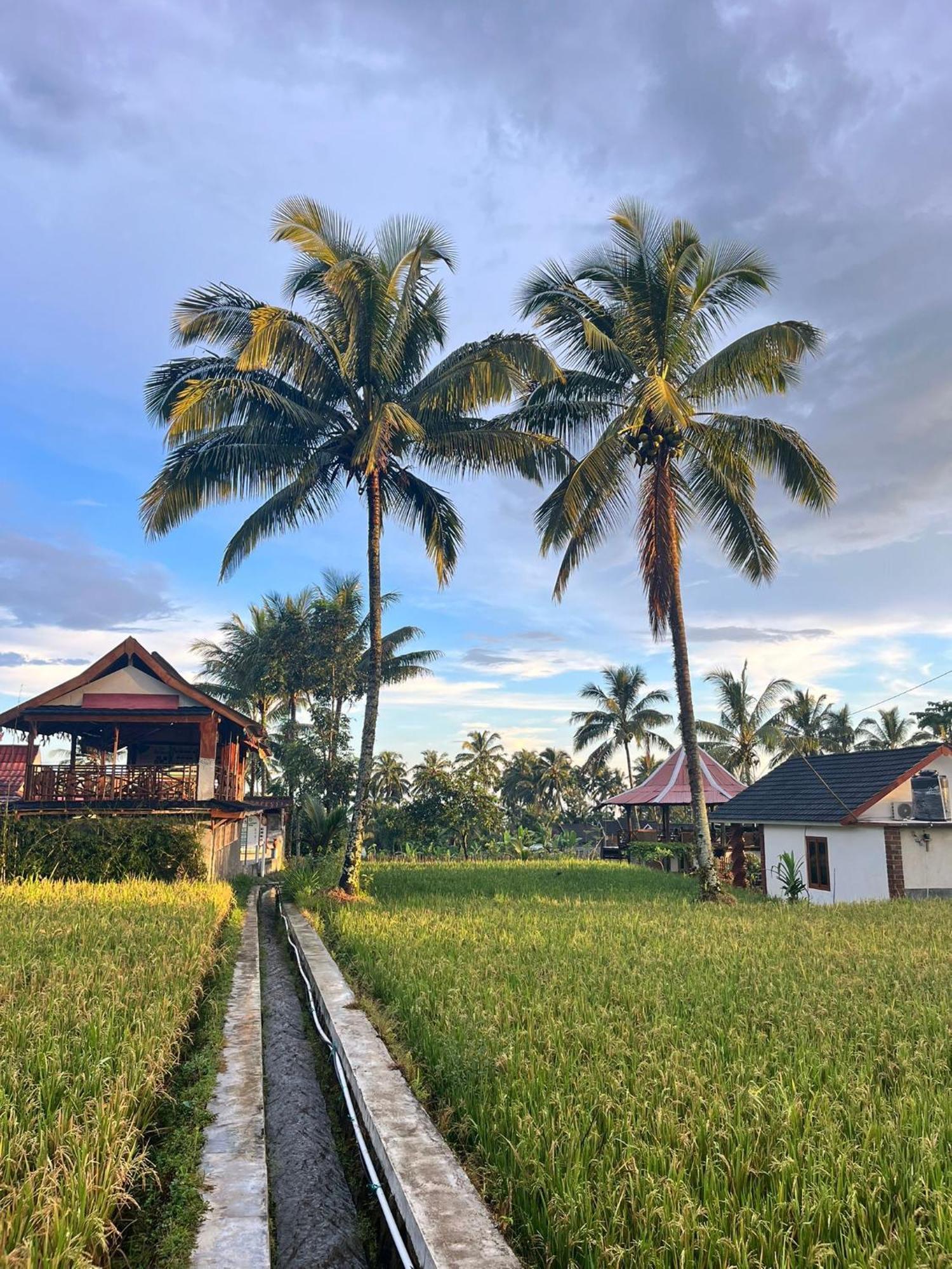 Rice Field Inn - Lombok Tetebatu Ngoại thất bức ảnh